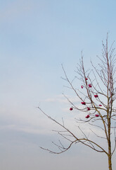 Obraz premium Naked tree branch with red berries at noon