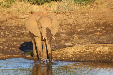 Afrikanischer Elefant / African elephant / Loxodonta africana