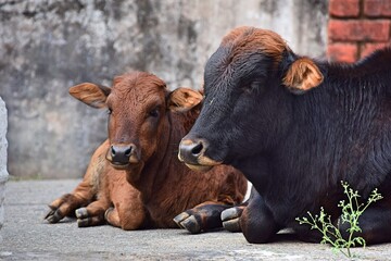 Indian cows relaxing in Dharamshala, India.  Himalayas. 