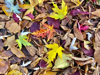 autumn leaves background in Birki - by juma