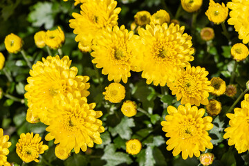 Chrysanthemum plant for tombstone for All Saints Day