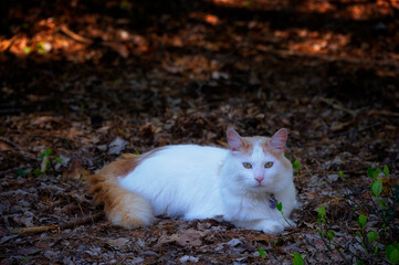 White and Orange Cat laying in a wooded area