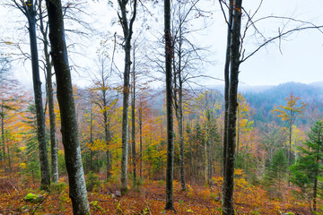 Beech forest in autumn, Ilirska Bistrica, Green Karst, Slovenia, Europe