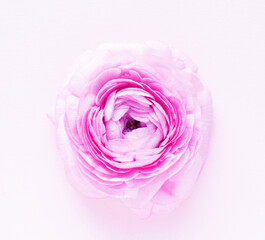 Fototapeta na wymiar Beautiful pink ranunculus flower on a pink background.