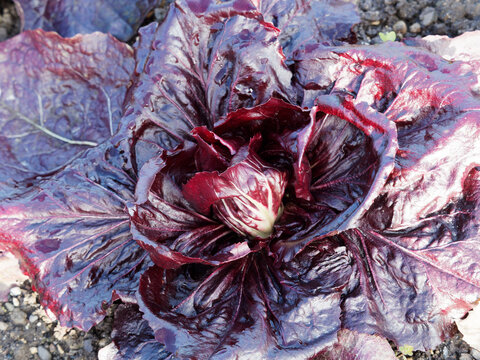 Cichorium intybus 'Late rossa di Chioggia' - Zichorie oder Radicchio der bekannteste, rund, mit dunklen, wein&shy;roten Bl&auml;ttern mit festen wei&szlig;en Blattrippen