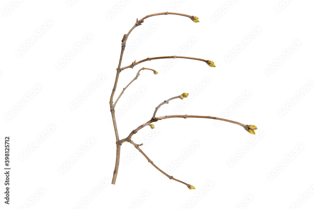 Poster tree branch without leaves isolated on white background