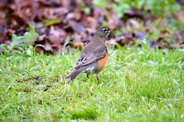 American Robin 16