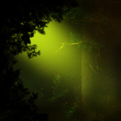 Mysterious golden ray of light in dark forest with oak and foliage silhouettes