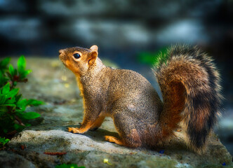 Portrait Of A Squirrell