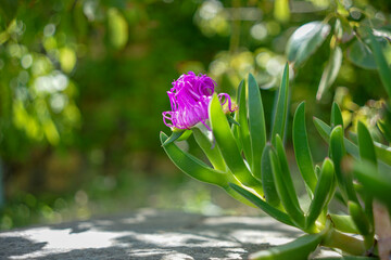pink tulips in spring