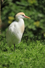 Weißer Vogel