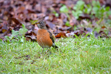 American Robin 20