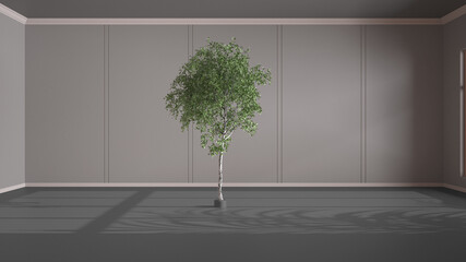 Imaginary fictional architecture, interior design of hall, classic empty room, open space, gray walls with trim molding in the background and birch tree in the middle of the room
