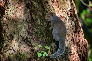Squirrel with nut in mouth climbs tree trunk