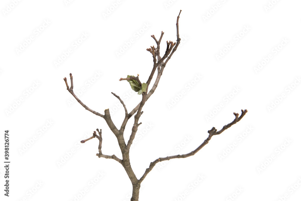 Poster tree branch without leaves isolated on white background