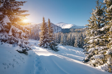 Incredible winter spruces in snow on a frosty day. Location place Carpathian mountains, Ukraine, Europe.