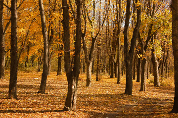 Many autumn trees path and fallen orange leaves