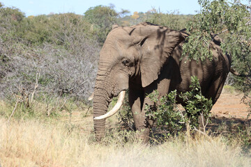 Obraz premium Afrikanischer Elefant / African elephant / Loxodonta africana