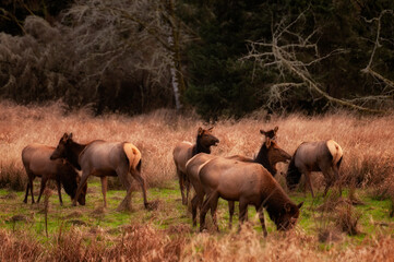 Naklejka na ściany i meble Herd of Elk in a meadow