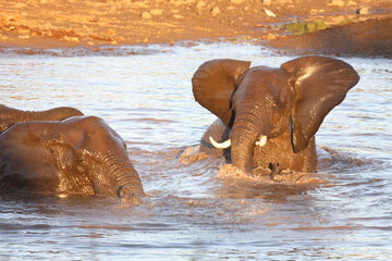 Afrikanischer Elefant / African elephant / Loxodonta africana