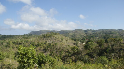 Fototapeta na wymiar forest in the mountains of bali