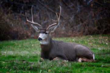 Naklejka na ściany i meble Deer's Antlers held high on a buck laying in grass