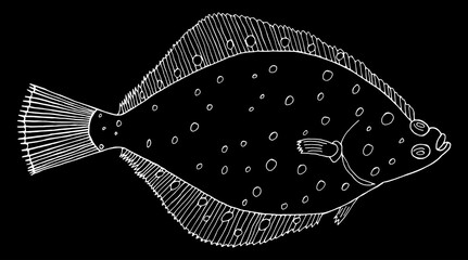 Flounder fish hand drawn. White contour of flatfish on black background. Vector illustration.