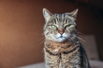 Funny portrait arrogant short-haired domestic tabby cat relaxing at home. Little kitten lovely member of family playing indoor. Pet care health and animal concept.