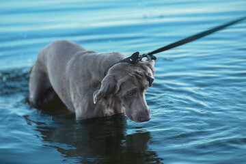 Naughty dog breed Weimaraner resists to go after the hostess on a leash
Dog bathes in water and...