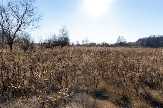 pairie land field