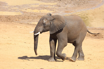 Fototapeta premium Afrikanischer Elefant / African elephant / Loxodonta africana