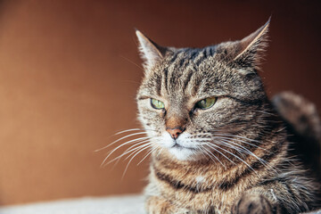 Funny portrait arrogant short-haired domestic tabby cat relaxing at home. Little kitten lovely...