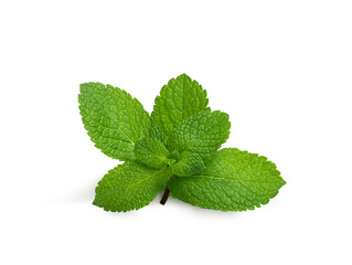 a twig of fresh aromatic mint on a white background