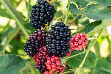 Blackberries grow on a bush