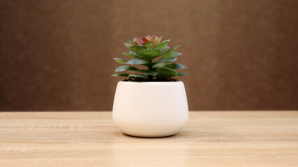 miniature flower in a white flowerpot on a wooden table