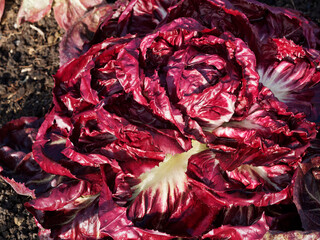 Cichorium intybus 'Late rossa di Chioggia' - Zichorie oder Radicchio, Gemüsepflanze mit dunkel weinrot Blätter mit weißen Blattrippen und grünlich-rot feste Köpfe - obrazy, fototapety, plakaty