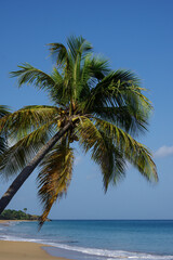 Palmier sur une plage de Guadeloupe, dans les Antilles françaises.