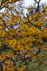 Hamamelis Zaubernuss Strauch gelb orange blüht im Winter