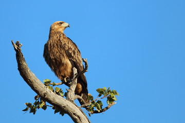 Wahlbergsadler / Wahlberg's  Eagle / Aquila wahlbergi