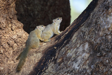 Ockerfußbuschhörnchen / Tree squirrel / Paraxerus Cepapi.