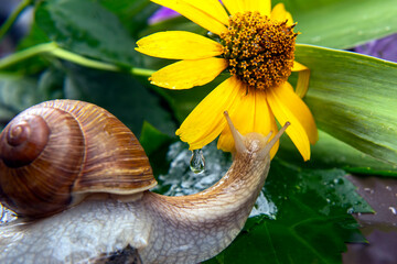 snail is actively crawling in nature. mollusc and invertebrate. delicacy meat and gourmet food.