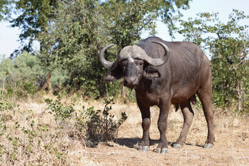 Fototapeta premium Kaffernbüffel / Buffalo / Syncerus caffer