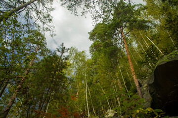 Fototapeta premium forest nature photography landscape rustic environment space with moody gray cloudy weather day time and foreshortening from below