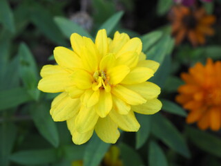 flor amarilla floreciendo