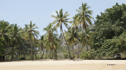 Fototapeta na wymiar coconut tree on a white beach at Australia