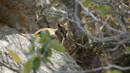 walibi by a tree after a rock