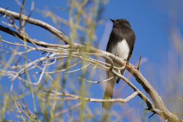 Black phoebe