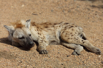 Tüpfelhyäne / Spotted Hyaena / Crocuta crocuta.