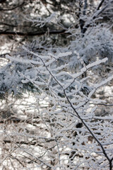 winter, tree branches are covered with fluffy white snow with large snowflakes in the forest, everything is frozen, close-up view
