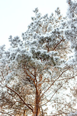 winter forest, tall pines with fluffy branches covered with snow, pine forest
